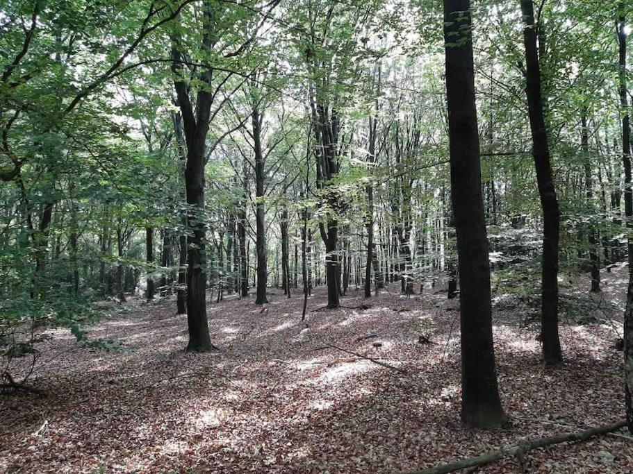 Vakantiehuis Eikzicht Gelegen Aan Het Bos Elsloo  Exterior foto